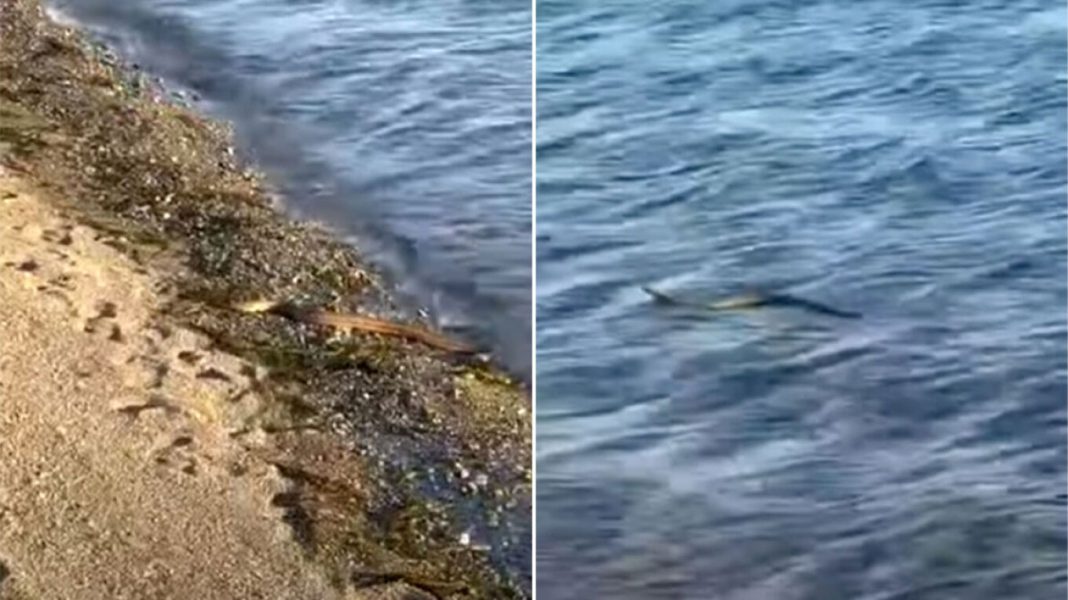 Αναστάτωση στην Εύβοια με φίδι που κολυμπάει σε θάλασσα - Δείτε βίντεο