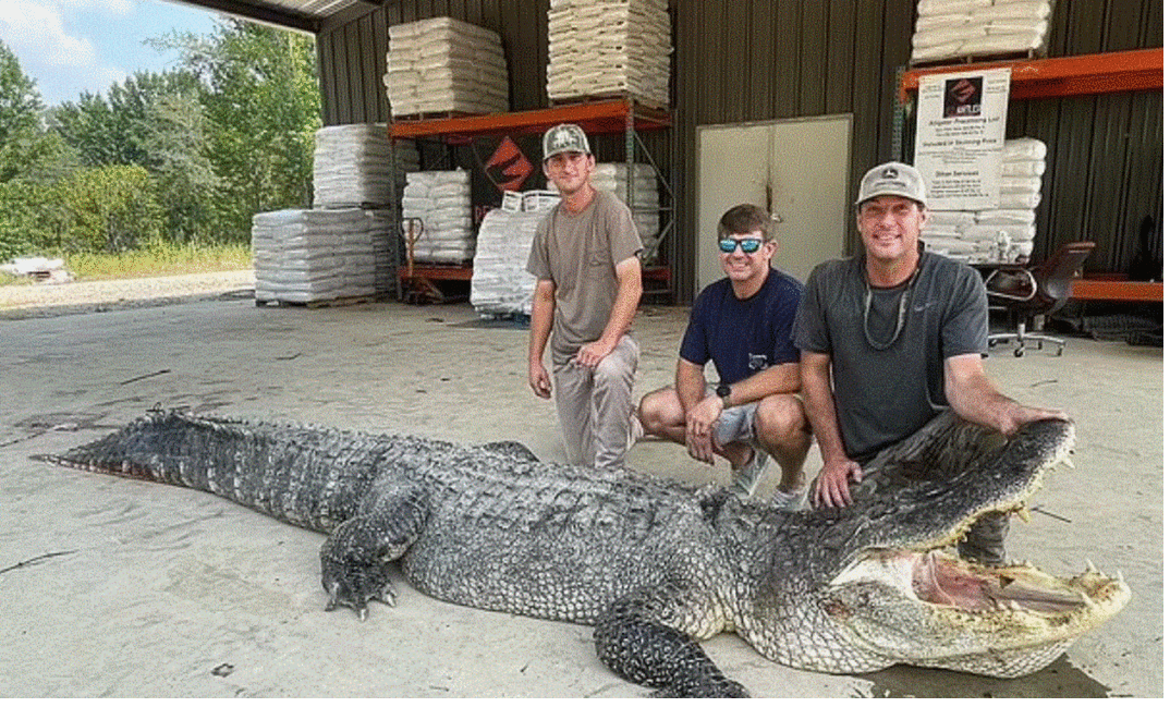 ΗΠΑ: Έπιασαν αλιγάτορα «τέρας» 360 κιλών μετά απο 7 ολόκληρες ώρες - «Θυμίζει...δεινόσαυρο»