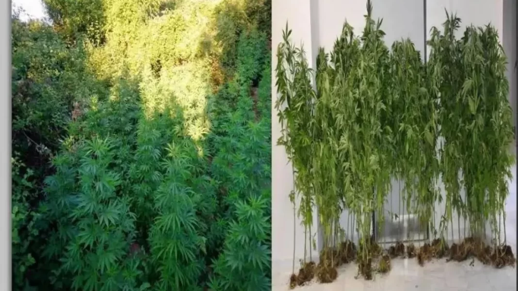 Έστησε μηχανισμό για να ποτίζει… εξ αποστάσεως τις χασισοφυτείες σε δάσος