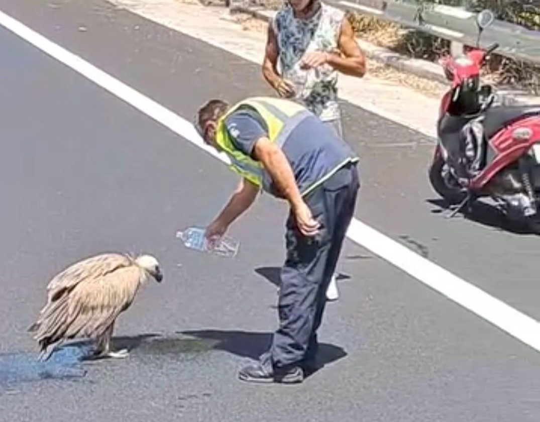 Γύπας εξαντλημένος από τη ζέστη προσγειώθηκε στον ΒΟΑΚ