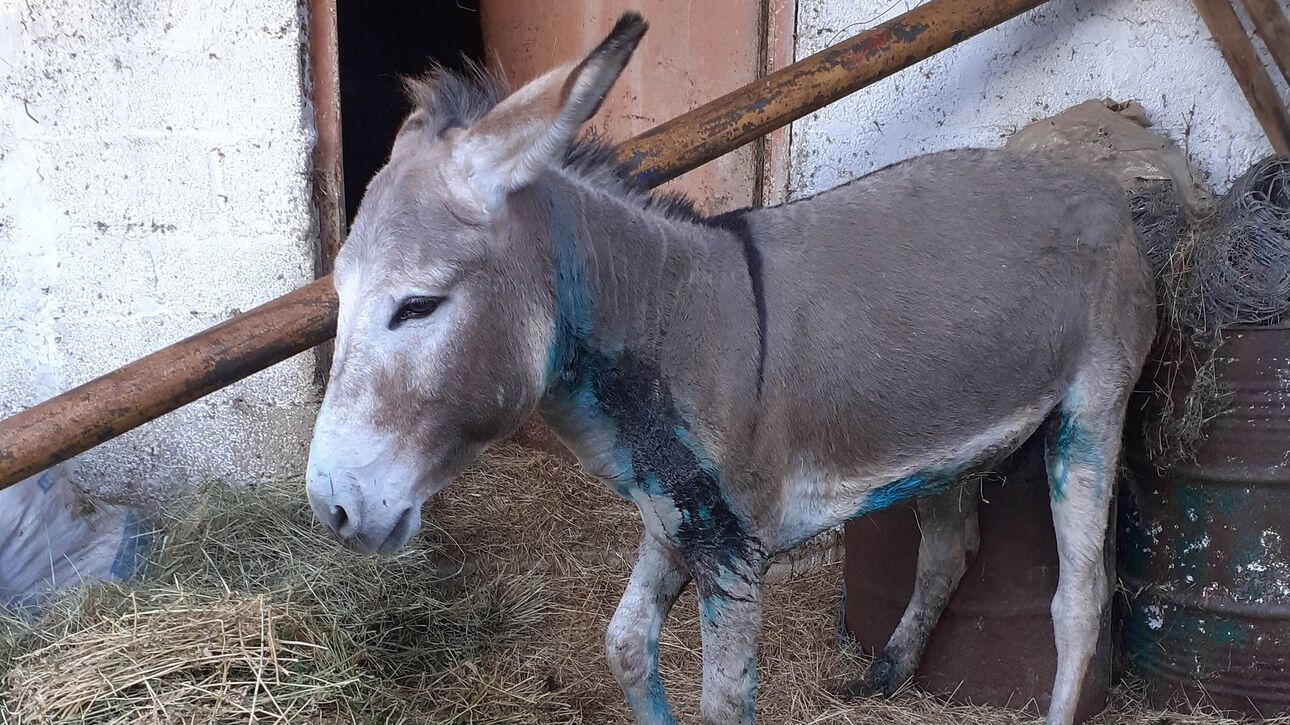 Κακοποίηση ζώων: Δεκάδες συλλήψεις τον Ιούλιο – Επιβλήθηκαν πρόστιμα σχεδόν ενός εκατομμυρίου ευρώ