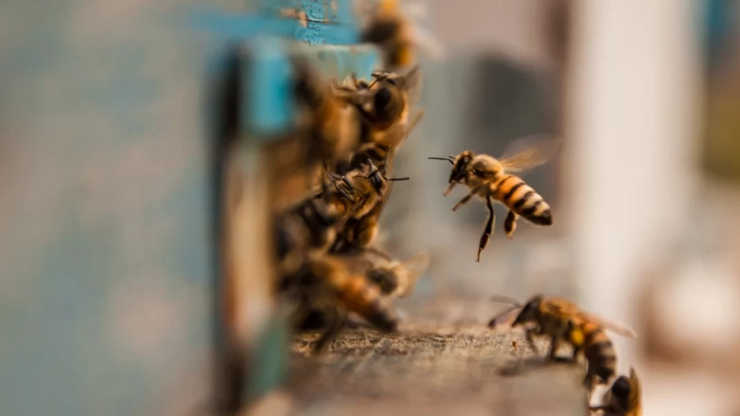 Σμήνος μελισσών επιτέθηκε σε 12χρονο αγόρι – Υπέστη αλλεργικό σοκ