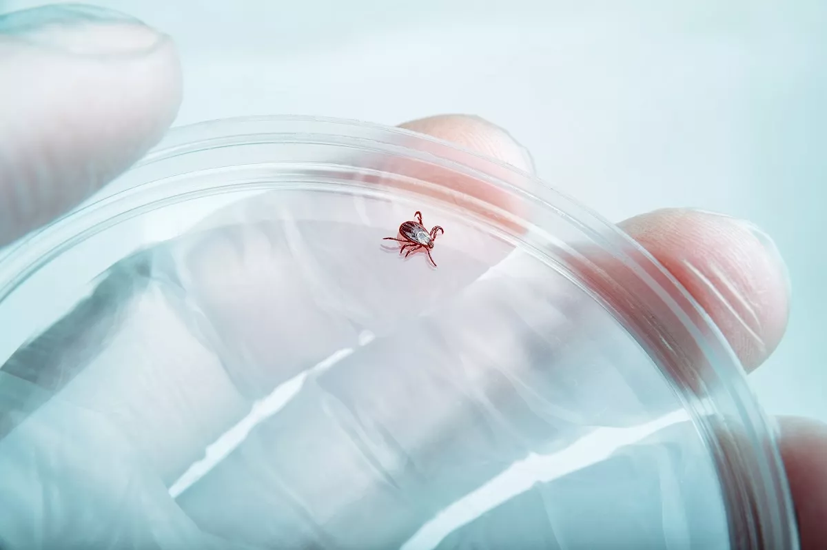 Νόσος Lyme: Πόσο πιθανό είναι να μολυνθούμε από τα τσιμπούρια – Μέτρα πρόληψης
