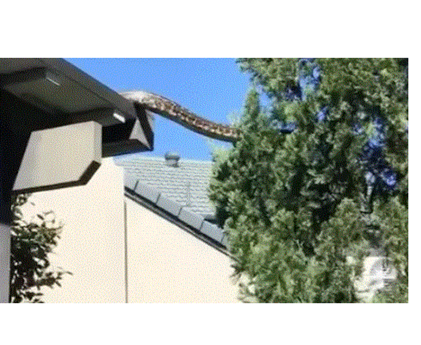 Πύθωνας 5 μέτρων κάνει… βόλτα στη στέγη σπιτιού – Το viral βίντεο που κόβει την ανάσα