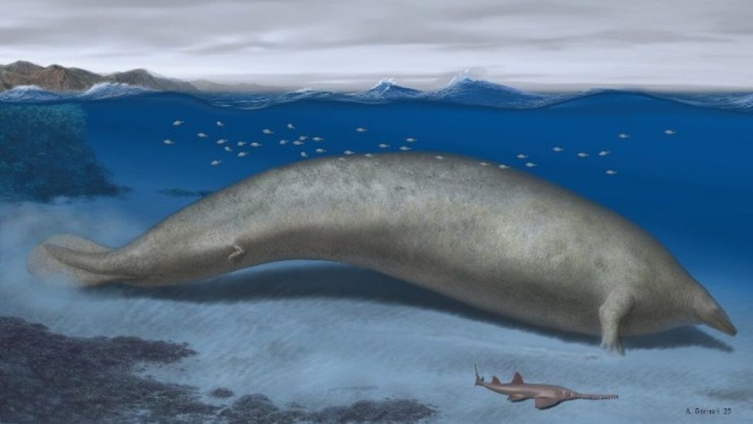 Η πιο βαριά φάλαινα του κόσμου είναι 39 εκατομμυρίων ετών και έφτανε τους 340 τόνους
