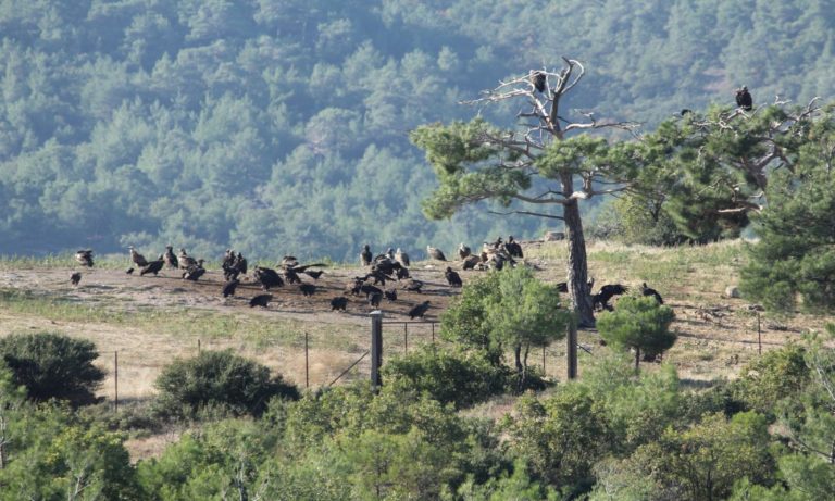 Γ. Γήτας: Τα οικοσυστήματα της νότιας Ελλάδας είναι μαθημένα σε δασικές πυρκαγιές