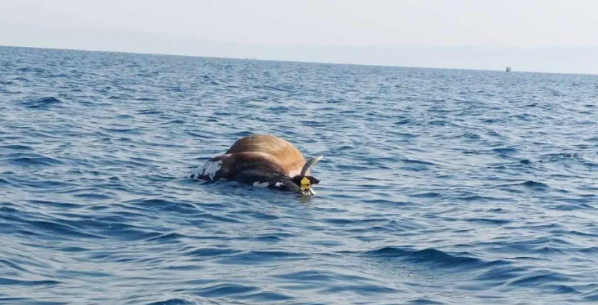 Ψαράδες βρήκαν νεκρή αγελάδα να επιπλέει στη θάλασσα (βίντεο)