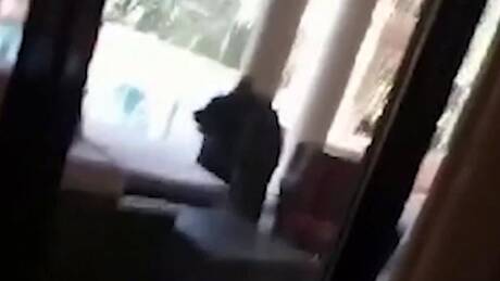 Απρόσμενος επισκέπτης: Αρκούδα με τρία πόδια έκανε βόλτα στο σπίτι οικογένειας