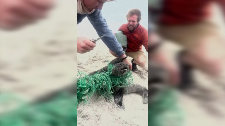 Βίντεο: Μωρά φώκιες απελευθερώνονται από αλιευτικό δίχτυ