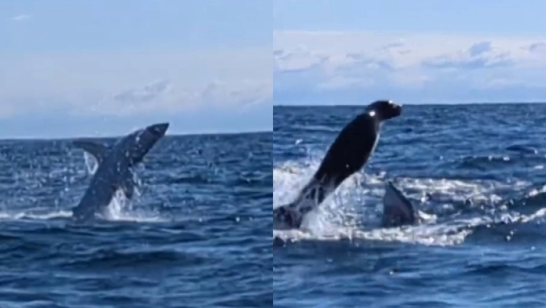 Ψαράς απαθανάτισε την τιτάνια προσπάθεια μιας φώκιας να σωθεί από τα σαγόνια ενός καρχαρία