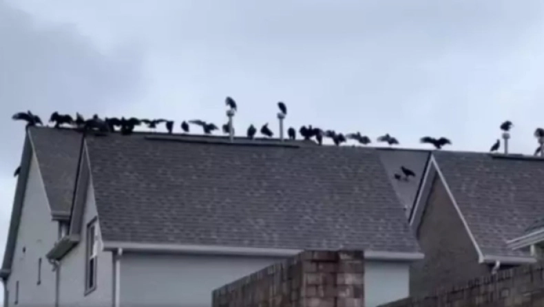 Άνδρας τρομοκρατήθηκε μόλις αντίκρισε 20 γύπες να αναζητούν την λεία τους στη στέγη του γείτονα (βίντεο)