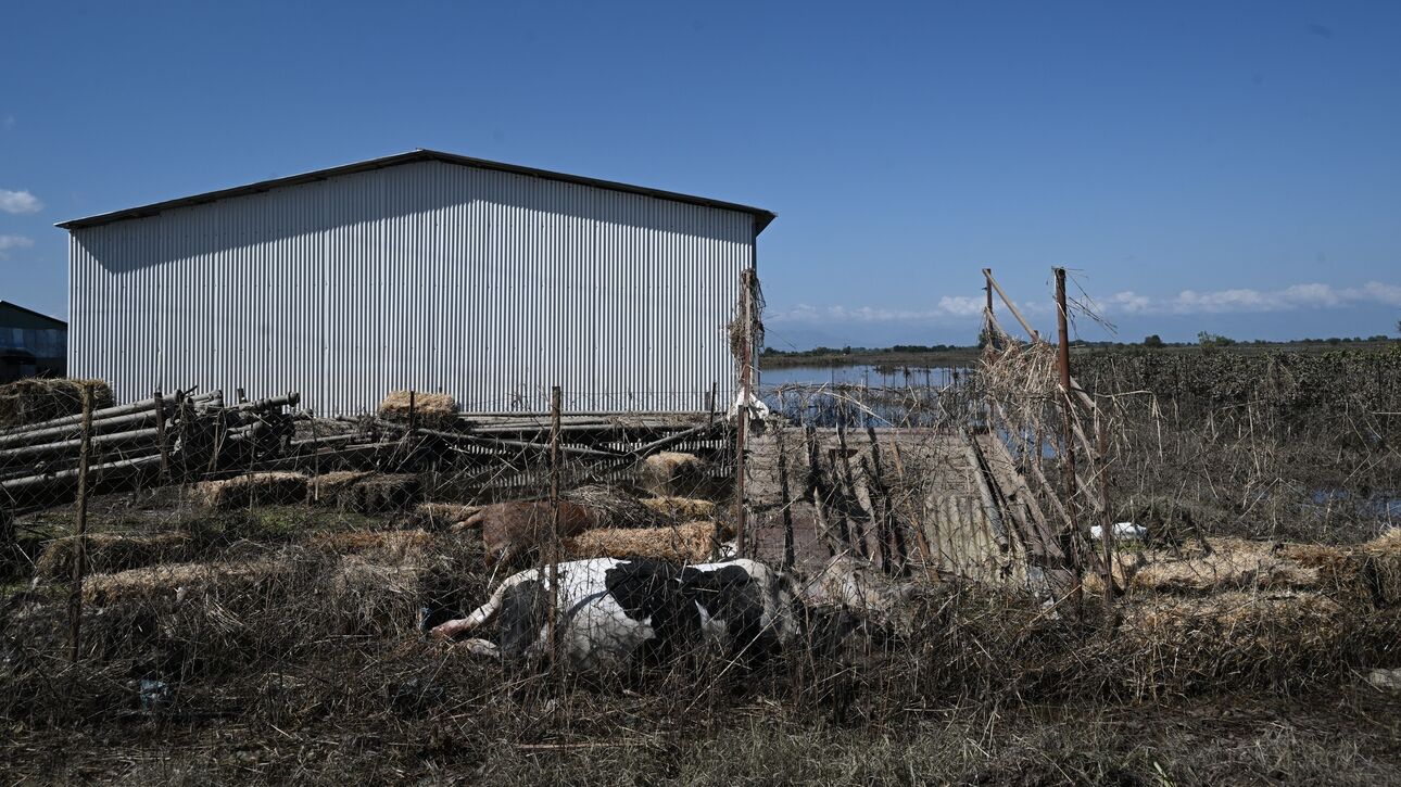 Θεσσαλία: Περισυλλογή νεκρών ζώων και από τις Ένοπλες Δυνάμεις