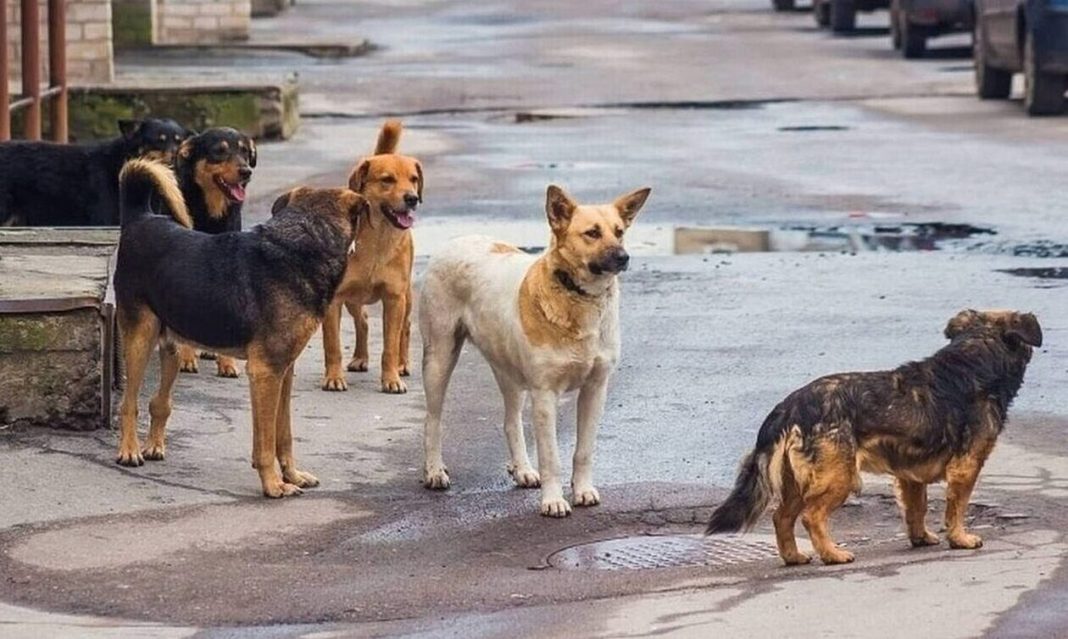 Καταγγέλλουν επιθέσεις σκύλων σε παιδιά - Ράμματα από τις δαγκωνιές