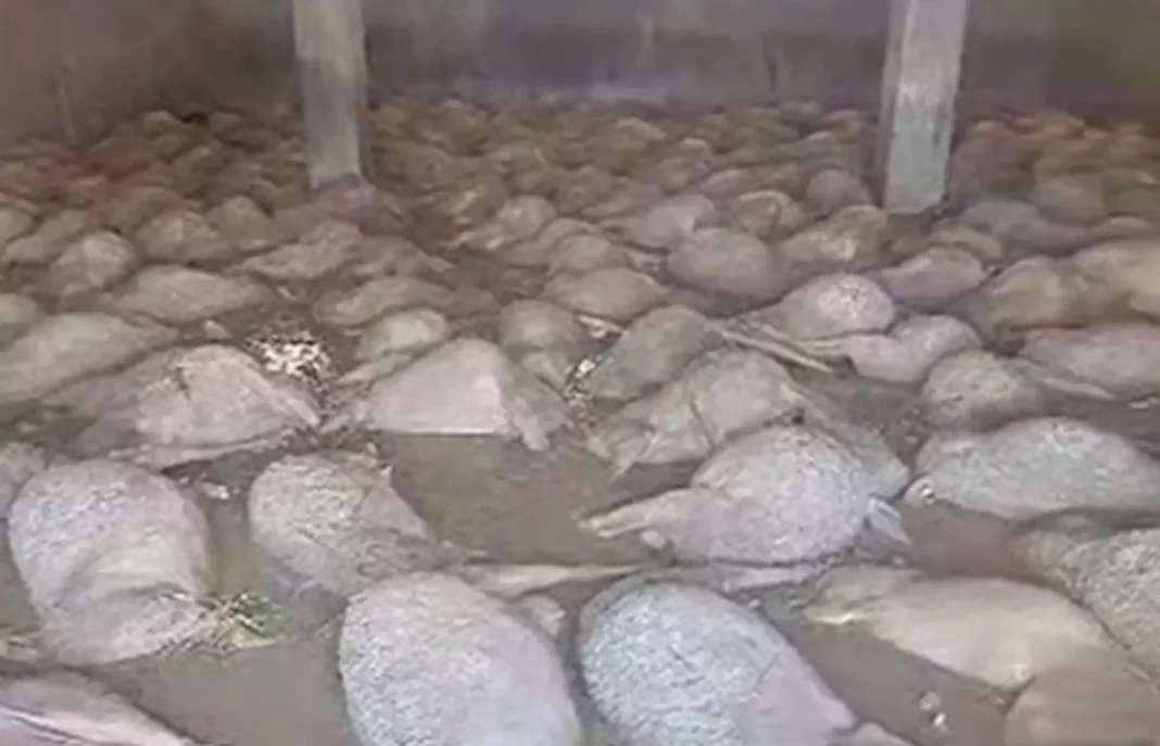 Κακοκαιρία – Θεσσαλία: Κτηνοτρόφος βρήκε σχεδόν όλα τα πρόβατα πνιγμένα