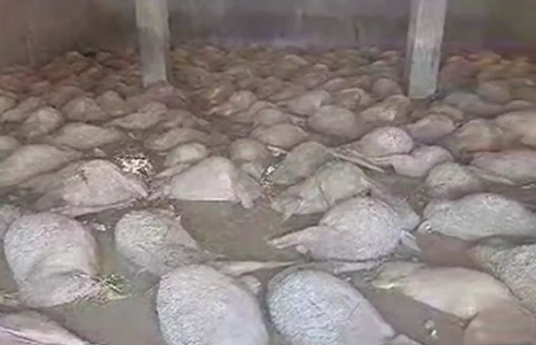 Κακοκαιρία – Θεσσαλία: Κτηνοτρόφος βρήκε σχεδόν όλα τα πρόβατα πνιγμένα