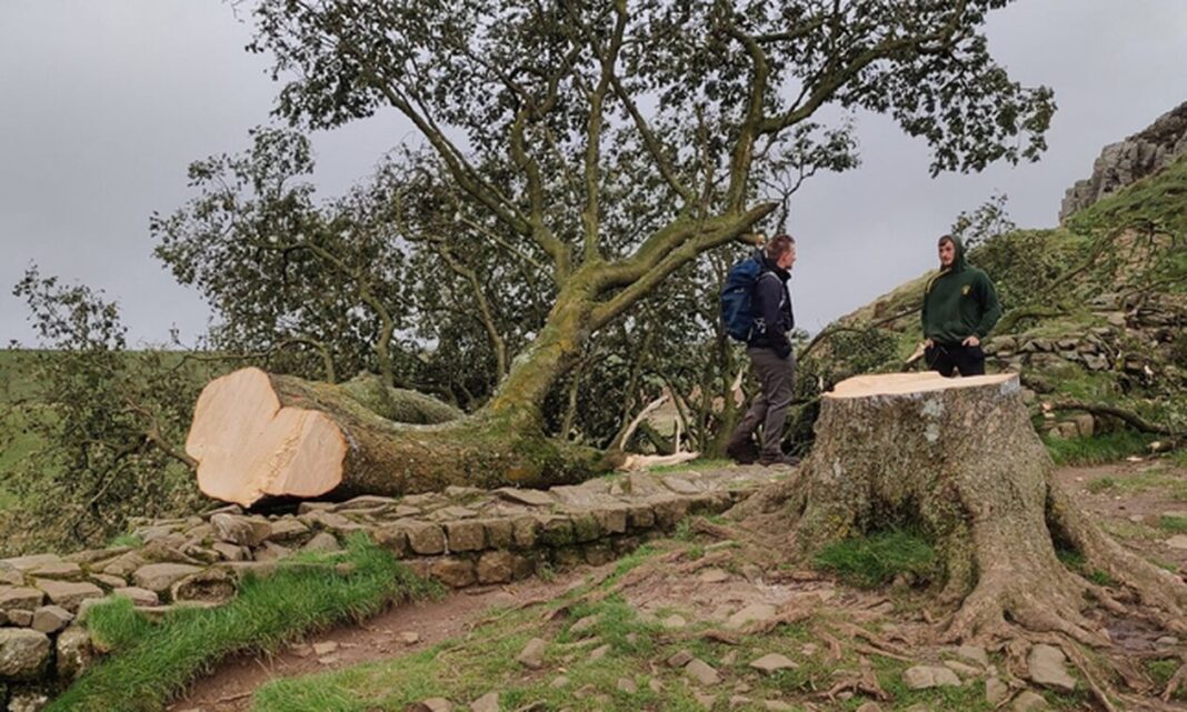 Βρετανία: Βάνδαλοι έκοψαν το εμβληματικό «δένδρο του Ρομπέν των Δασών» στο πάρκο Νορθάμπερλαντ