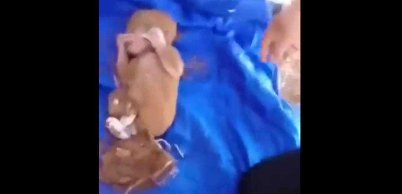 Μαρόκο: Συγκλονιστικό βίντεο, βρήκαν νεογέννητο στα συντρίμμια - 2.500 νεκροί από τον σεισμό των 7 Ρίχτερ