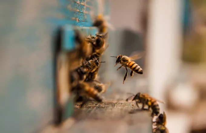 Μάχη για επιβίωση: Σμήνος μελισσών εξοντώνει σφήκα που σκότωσε μέλος της κυψέλης – Δείτε βίντεο