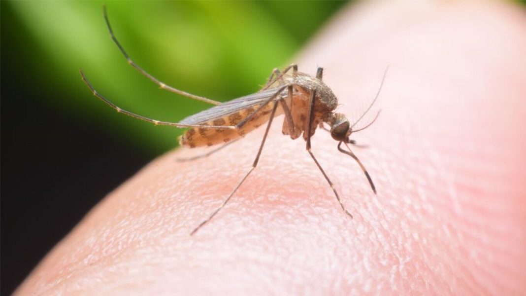 ΕΟΔΥ: 19 νέα κρούσματα λοίμωξης από τον ιό του Δυτικού Νείλου