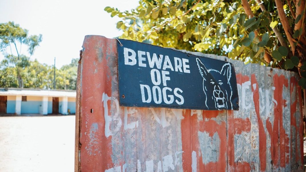 Ολλανδία: Πρόστιμο σε εκτροφέα σκύλων επειδή τα μπουλντόγκ του είχαν... πλακουτσωτή μύτη