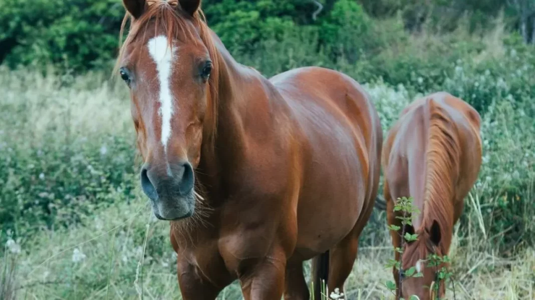 Στη ΜΕΘ 59χρονος που έπεσε από άλογο