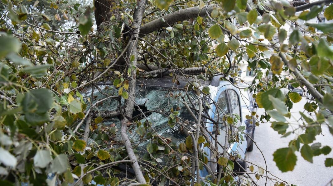 Κλαδί δένδρου έπεσε στο κεφάλι γυναίκας