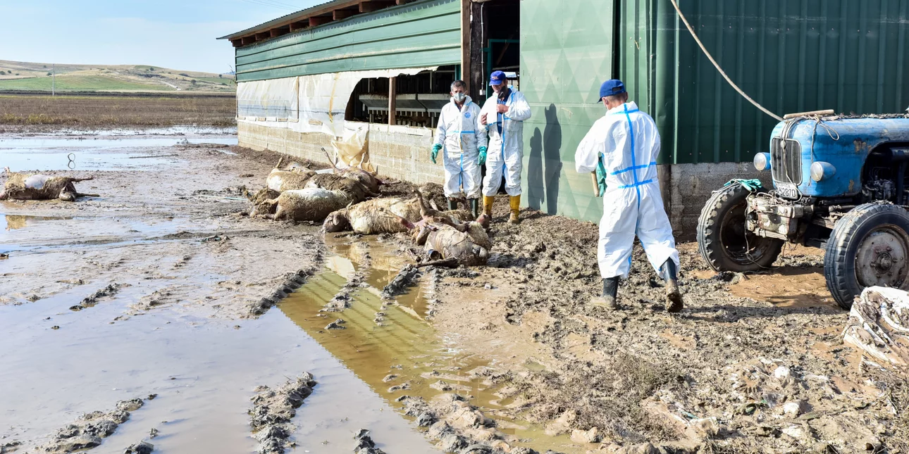 Θεσσαλία: Μάχη με τον χρόνο για τα νεκρά ζώα – Πάνω από 140.000 δεν έχουν περισυλλεγεί