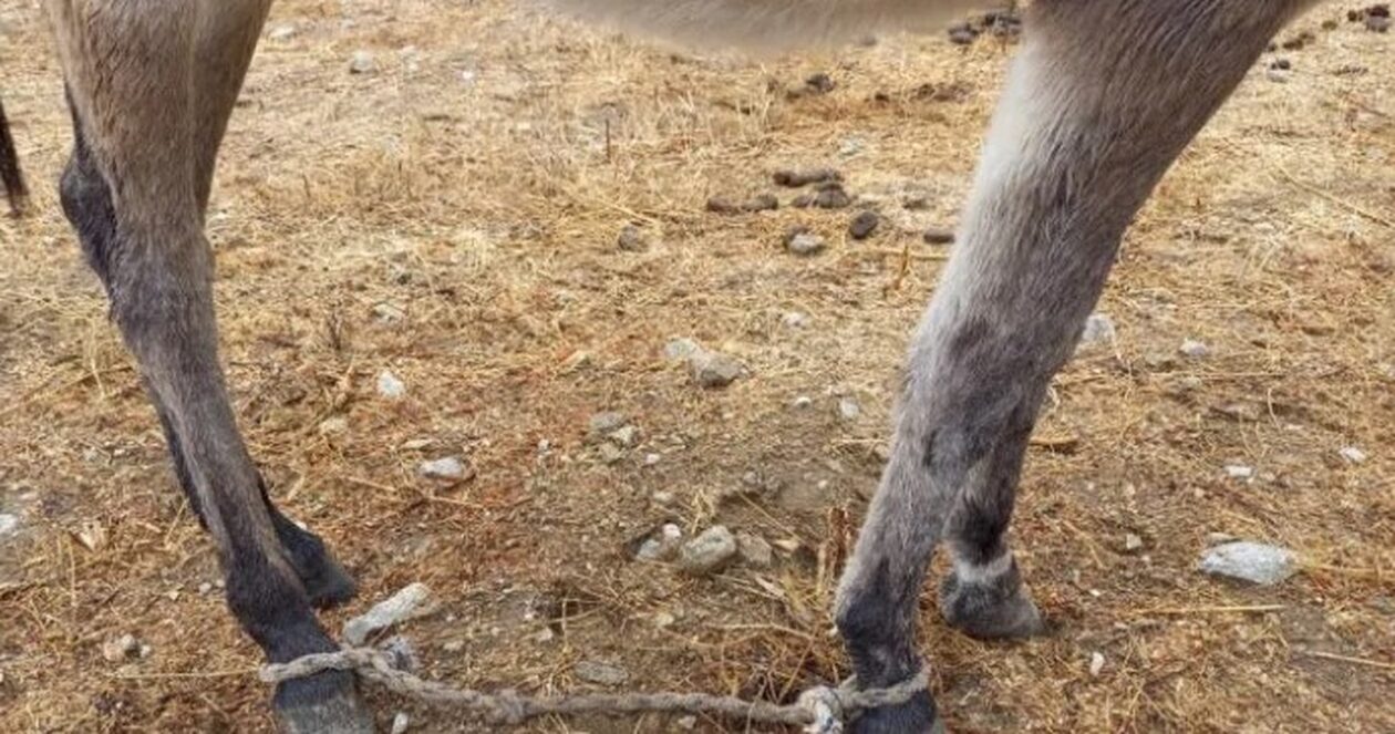 Φιλόζωοι: «Καταργήστε επιτέλους το παστούρωμα - Πνίγηκαν ζώα που θα μπορούσαν να σωθούν»