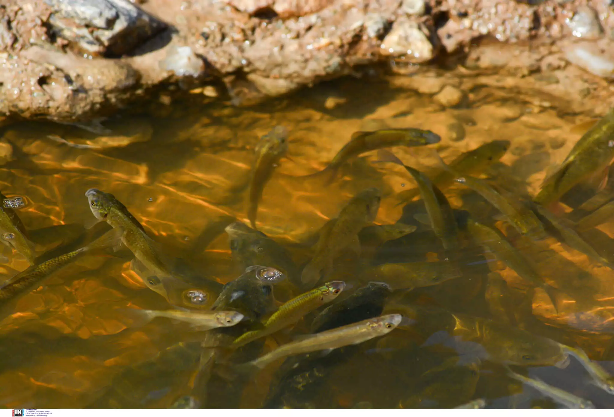 Βόλος: Ακατάλληλος για αλίευση ο Παγασητικός – Εξετάζονται χρηματοδοτικά εργαλεία για τους αλιείς