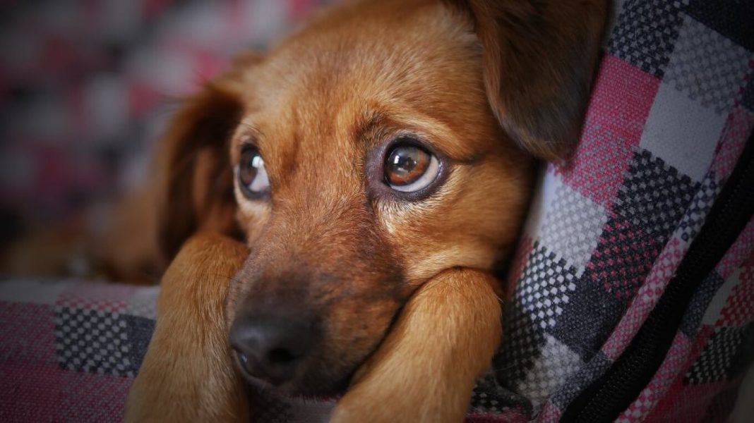 ΗΠΑ: Οι σκύλοι «θύματα» του αντιεμβλιαστικού κινήματος - Οι ιδιοκτήτες τους κρίνουν τα εμβόλια μη ασφαλή ή και άχρηστα