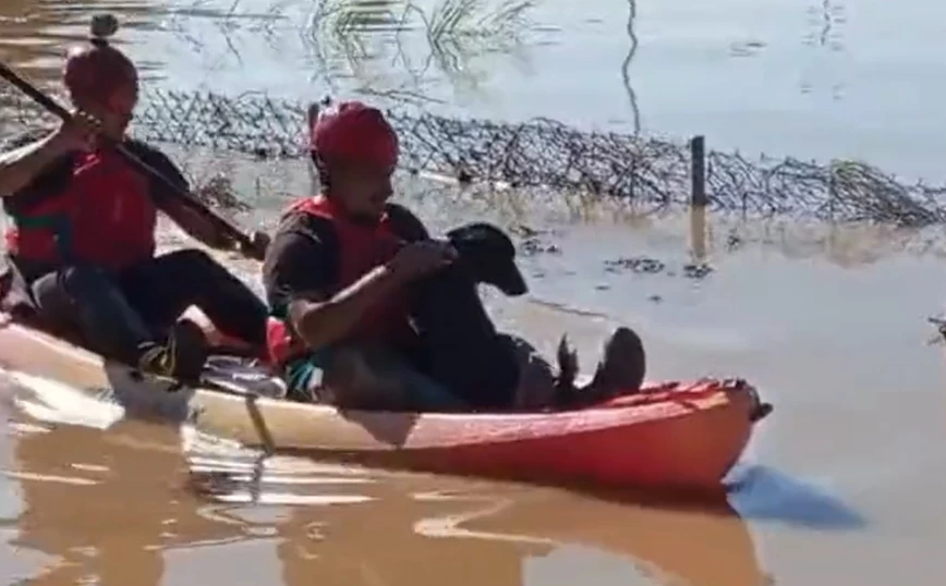 Κακοκαιρία Daniel: Πυροσβέστες σώζουν σκυλάκι από πλημμυρισμένη επιχείρηση