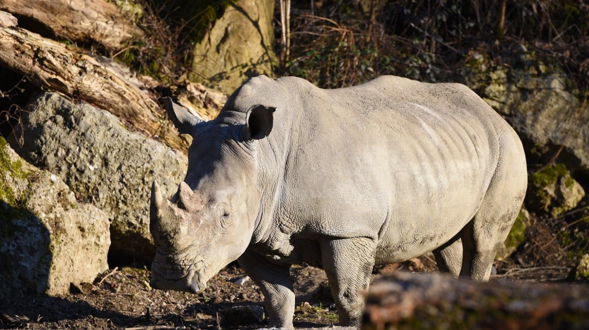 Τραγωδία σε ζωολογικό κήπο στην Αυστρία: Ρινόκερος επιτέθηκε και σκότωσε 33χρονη υπάλληλο