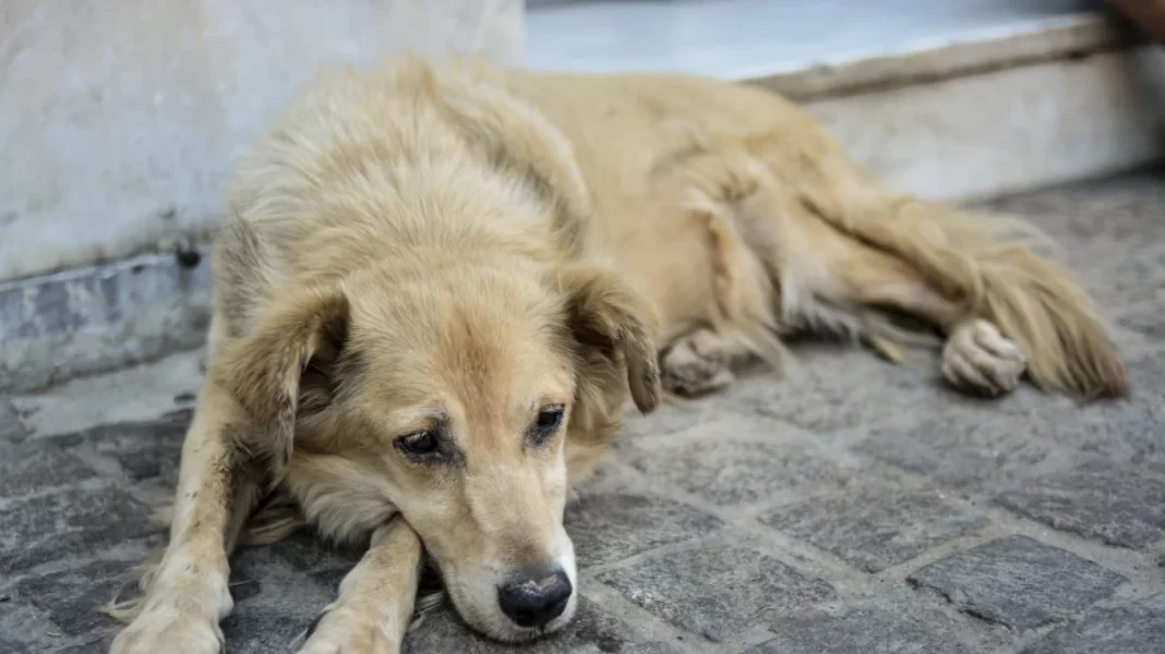 Δ. Χανίων: Δωρεάν στειρώσεις σε δεσποζόμενα ζώα συντροφιάς