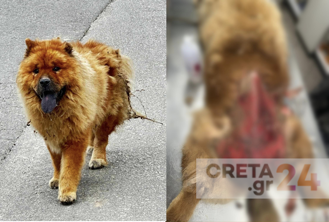 Σοκ στην Κρήτη: Έριξαν καυστικό υγρό σε αδέσποτο σκύλο