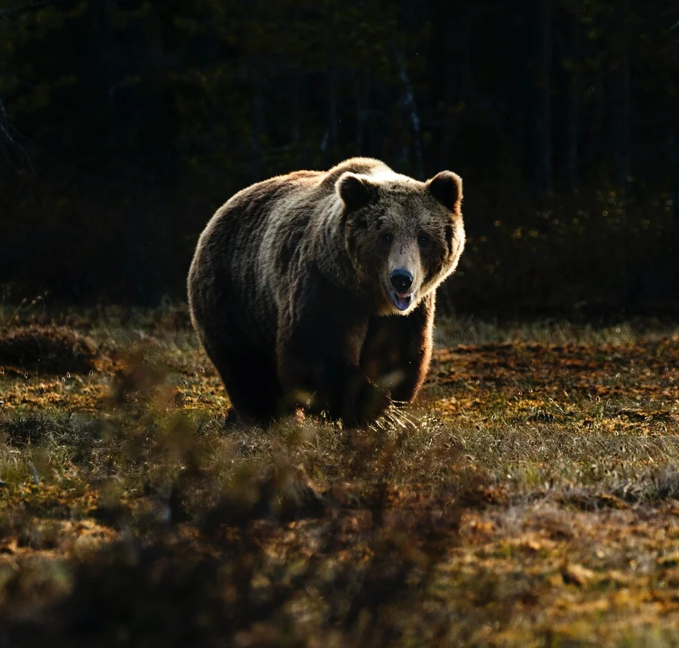 Οι καφέ αρκούδες πεθαίνουν από την ασιτία λόγω έλλειψης σολομού