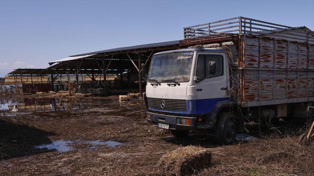 Θεσσαλία: Πάνω από 220.000 νεκρά ζώα οδηγούνται σε υγειονομική ταφή ή καύση