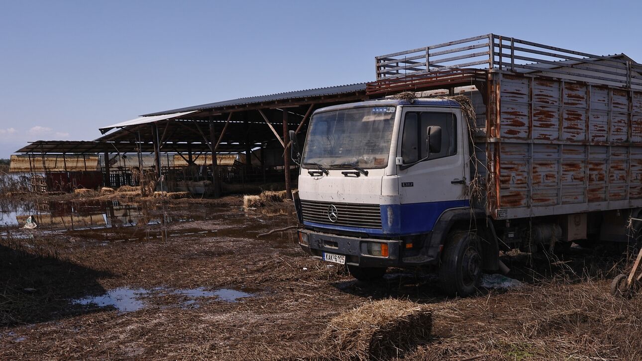 Θεσσαλία: Πάνω από 220.000 νεκρά ζώα οδηγούνται σε υγειονομική ταφή ή καύση