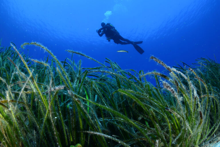 Λιβάδια Ποσειδωνίας: WWF Ελλάς, ΕΛΚΕΘΕ και Cyclades Preservation Fund ενώνουν δυνάμεις για τους «πνεύμονες» των θαλασσών μας