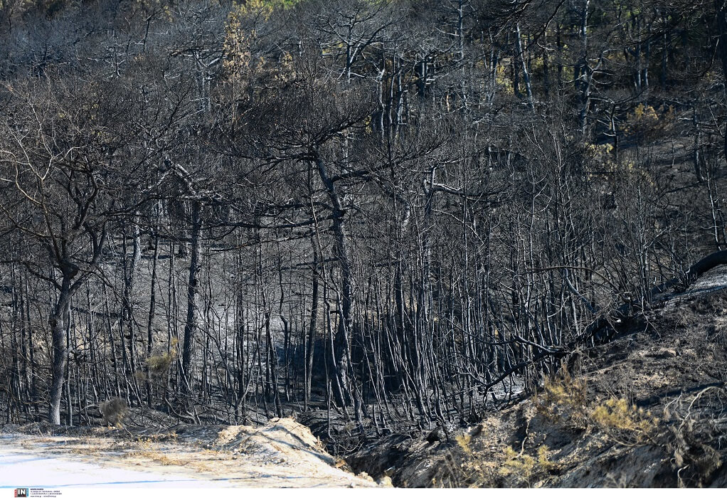 Τι πραγματικά σημαίνει η καταστροφή τους δάσους της Δαδιάς και της Πάρνηθας