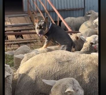 Viral ένα γαλλικό μπουλντόγκ που πιστεύει… πως είναι τσομπανόσκυλο!