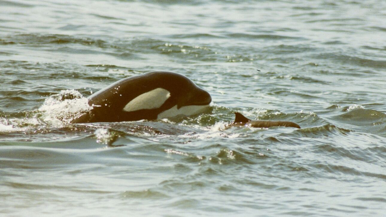 Γιατί οι όρκες σκοτώνουν φώκαινες και δεν τις τρώνε; Ένα μυστήριο δεκαετιών βρίσκει απάντηση