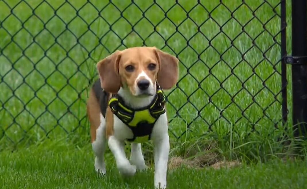 10 Beagles που διασώθηκαν από εργαστήρια πατούν για πρώτη φορά σε γρασίδι