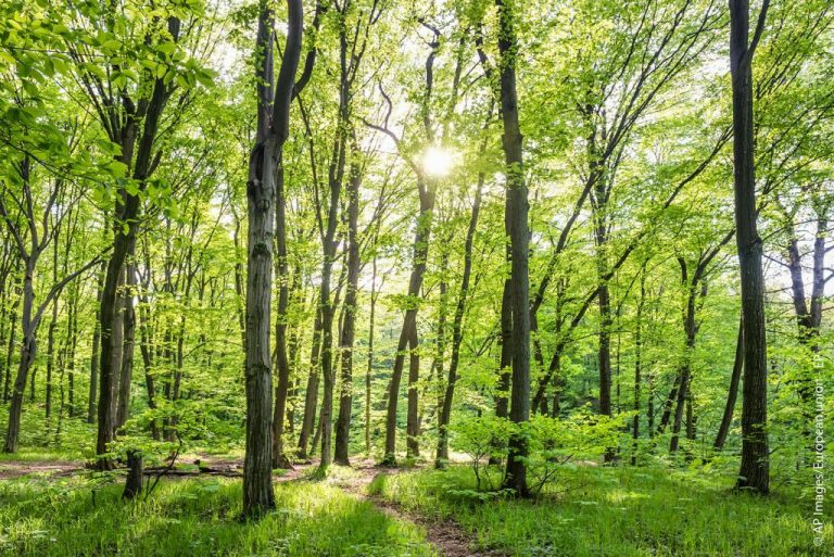 Δάση: Χάνεται το στοίχημα κατά της αποψίλωσης