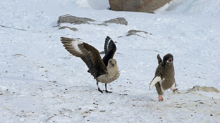Η γρίπη των πτηνών ανιχνεύεται για πρώτη φορά στην περιοχή της Ανταρκτικής