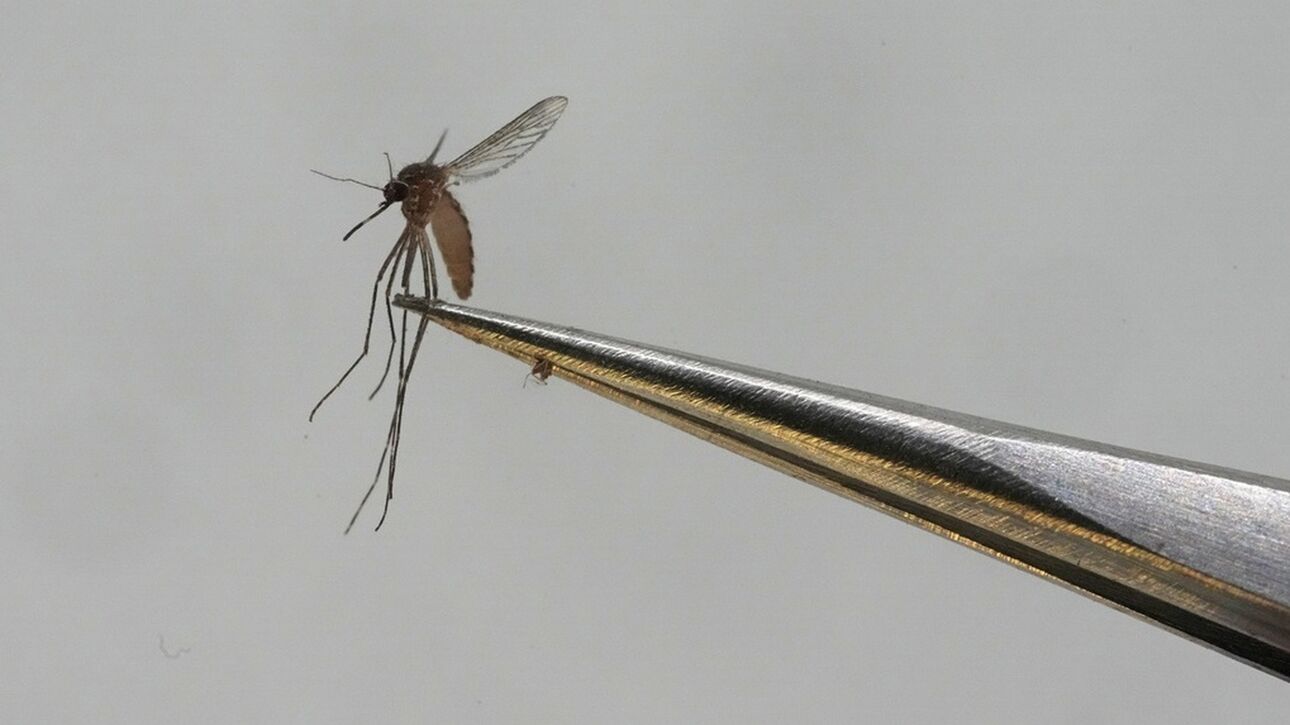 Συναγερμός για τον δάγγειο πυρετό - Πώς μεταδίδεται, τα συμπτώματα