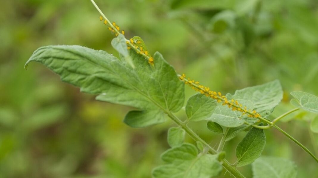 Βιολογική γεωργία: Πιο ανθεκτική στην κλιματική αλλαγή στην Ελλάδα – Τι είναι η «χλωρή λίπανση»