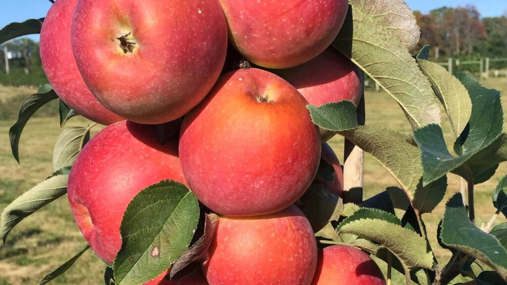 Επιστήμονες ανέπτυξαν δυο νέες ποικιλίες μήλων ανθεκτικές στις ακραίες καιρικές συνθήκες