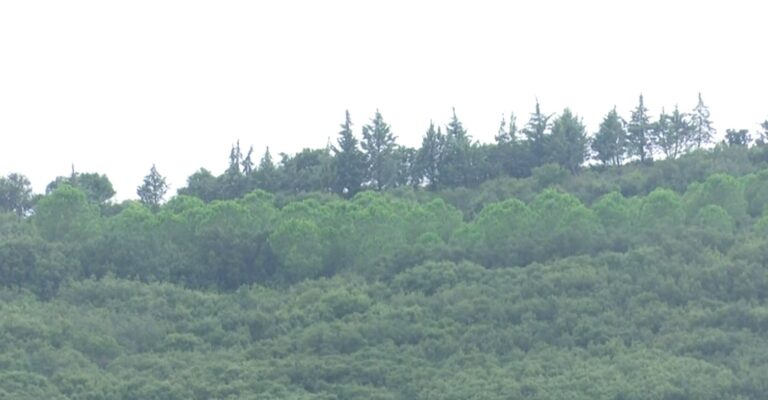 Ανήσυχοι οι κάτοικοι της Επανομής από την εμφάνιση λύκων