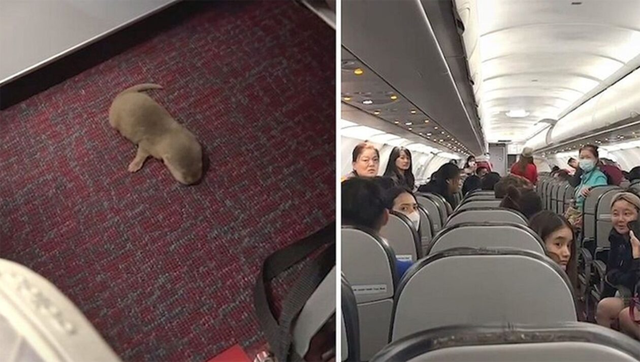 Χάος σε πτήση με λαθραία ζωάκια φυγάδες: Ποντίκι και ενυδρίδα τρέχουν μέσα σε αεροπλάνο