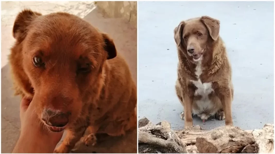 Πέθανε σε ηλικία 31 ετών ο Μπόμπι - Ήταν ο γηραιότερος σκύλος στον κόσμο